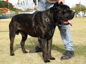 Cane-Corso-4