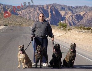 Cane-Corso-5