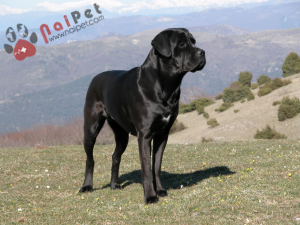 Cane-Corso-6
