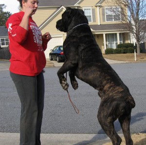 Cane-Corso-7