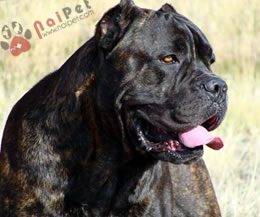 Cane-Corso-8