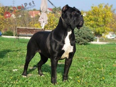 Cane-Corso-9