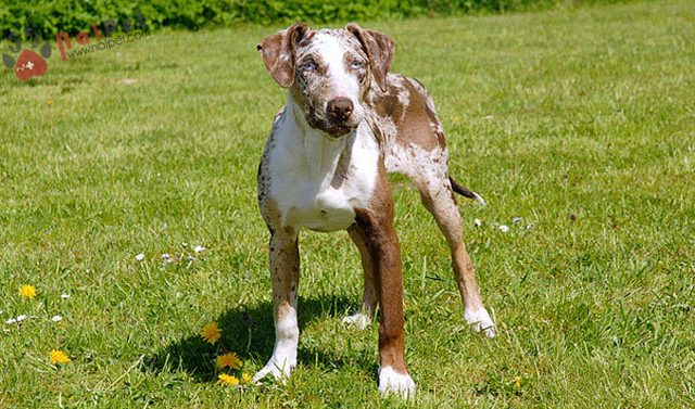 Catahoula Leopard Dog-tho-san-bao-my-