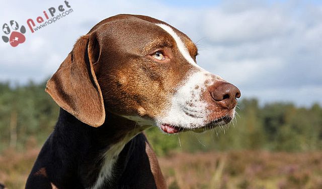 Catahoula Leopard Dog-tho-san-bao-my-1