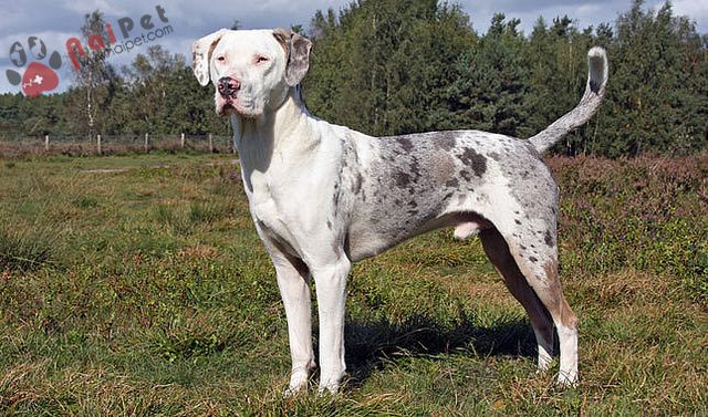 Catahoula Leopard Dog-tho-san-bao-my-2