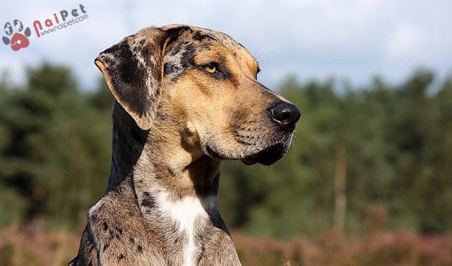 Catahoula Leopard Dog-tho-san-bao-my-4