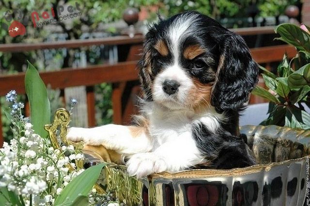 Cavalier King Charles Spaniel-