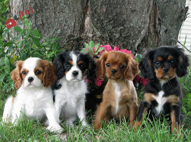 Cavalier King Charles Spaniel-1