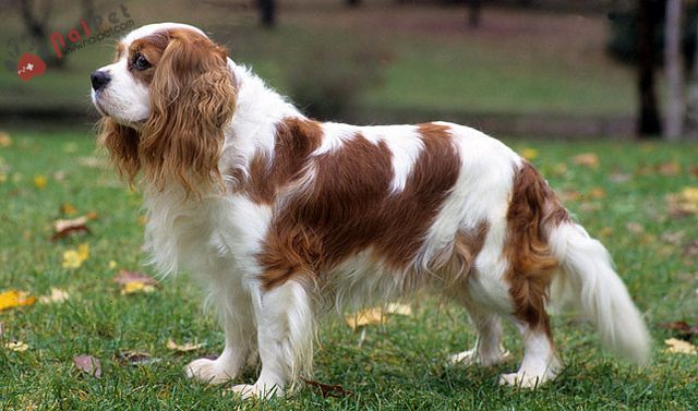 Cavalier King Charles Spaniel-2