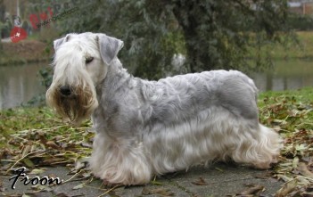 Cesky Terrier-cho-suc-cong-hoa-sec-