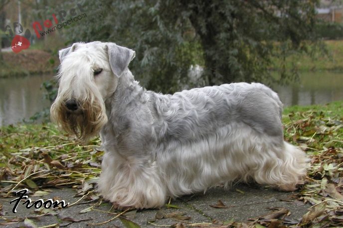 Cesky Terrier-cho-suc-cong-hoa-sec-