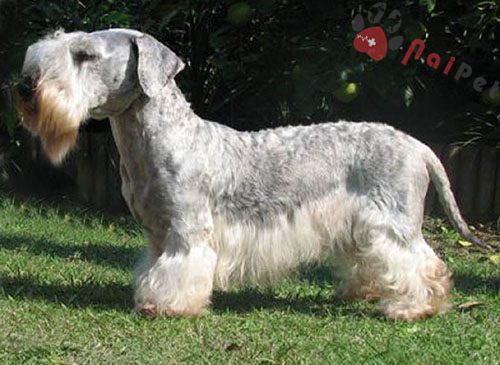 Cesky Terrier-cho-suc-cong-hoa-sec-1