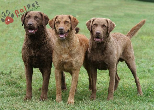 Chesapeake-Bay-Retriever-tho-san-vung-vinh-