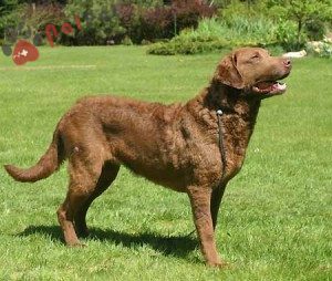 Chesapeake-Bay-Retriever-tho-san-vung-vinh-1