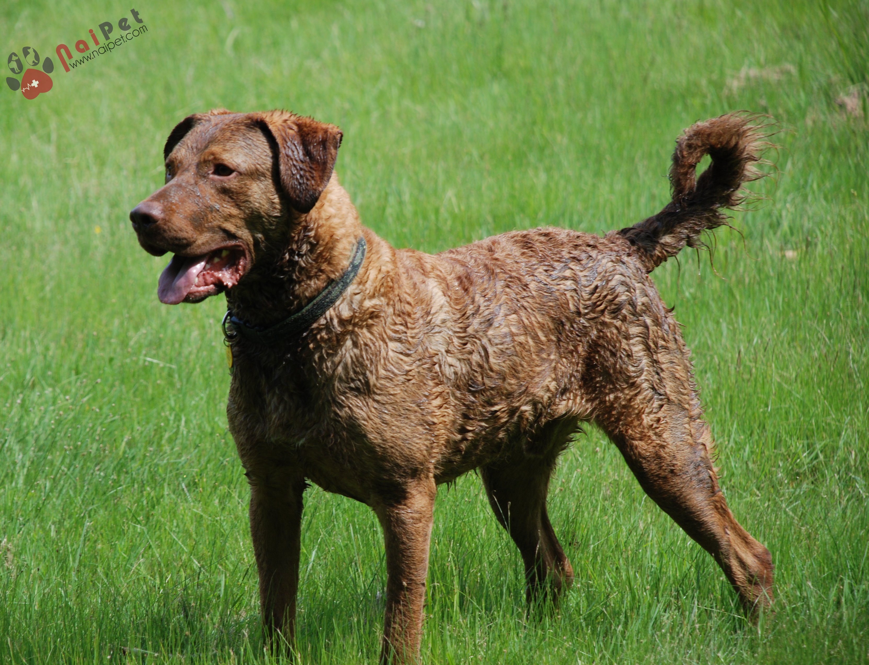 Chesapeake-Bay-Retriever-tho-san-vung-vinh-2