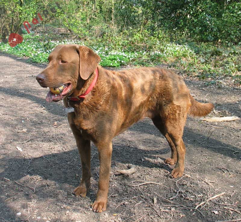 Chesapeake-Bay-Retriever-tho-san-vung-vinh-3