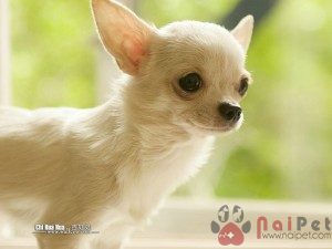 Chihuahua-3