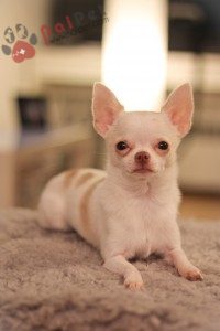 Chihuahua-4