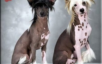 Chinese-Crested-cho-khong-long-
