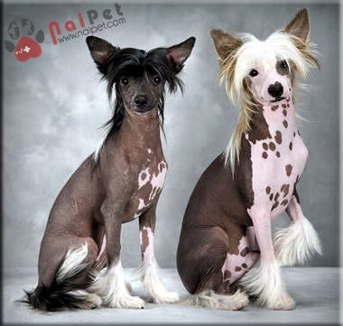 Chinese-Crested-cho-khong-long-