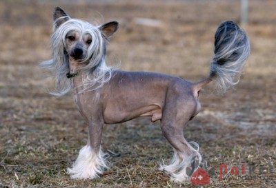 Chinese-Crested-cho-khong-long-1