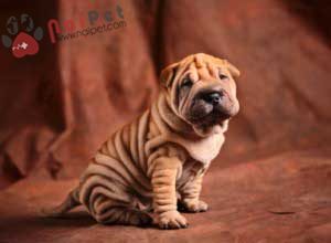 Chinese Shar-pei-