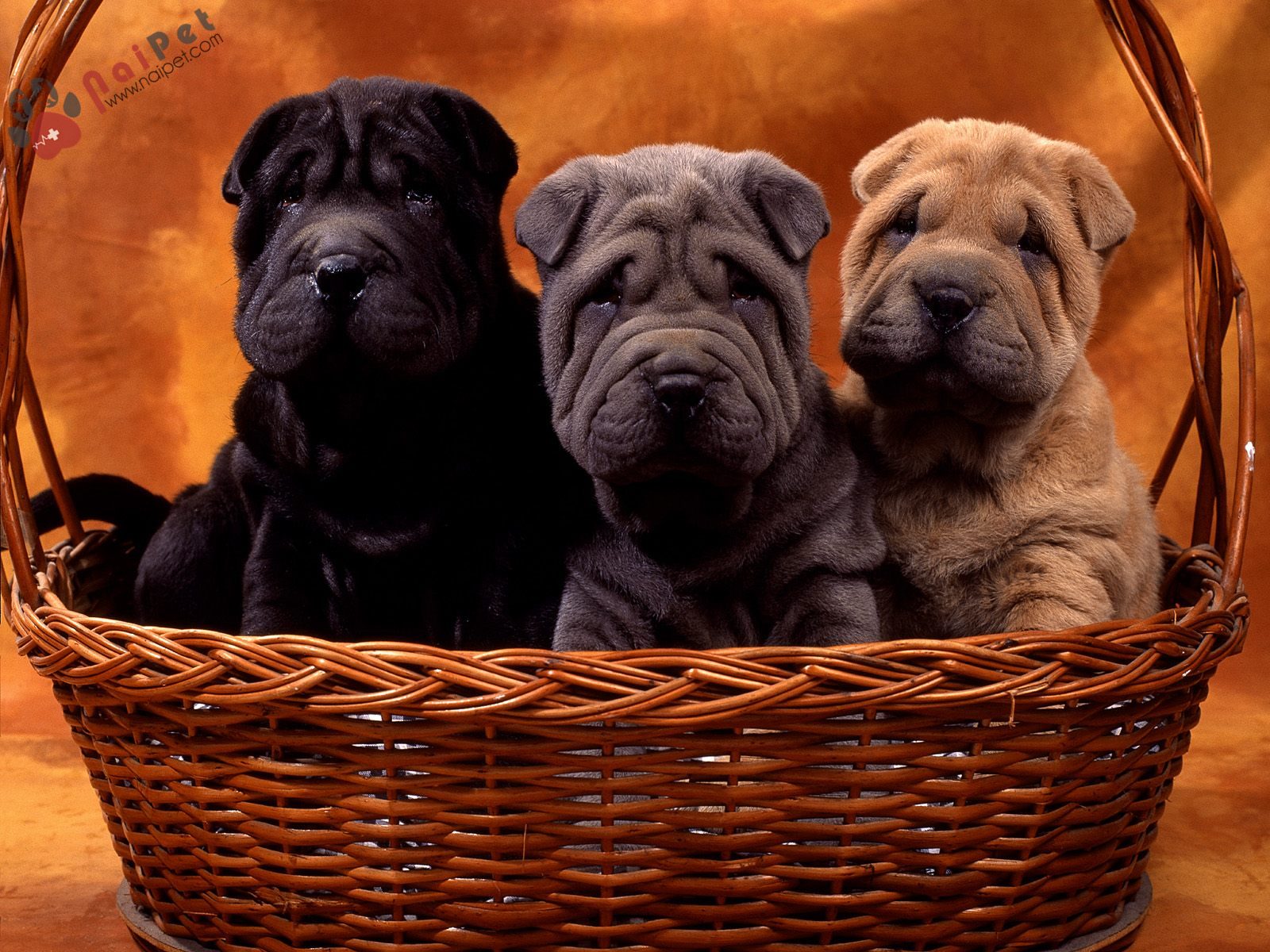 Chinese Shar-pei-1