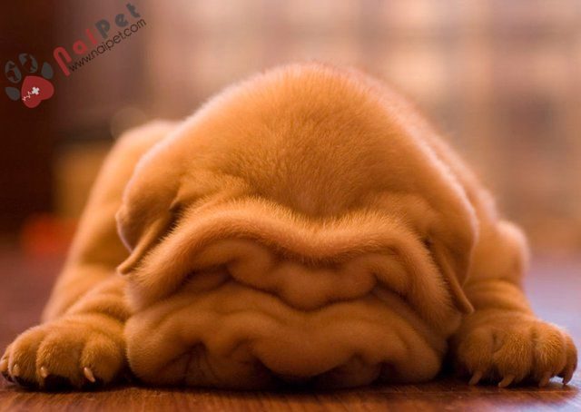 Chinese Shar-pei-2