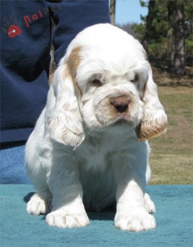 Clumber Spaniel 1