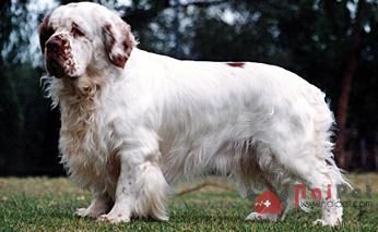 Clumber Spaniel 2