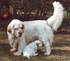 Clumber Spaniel 3