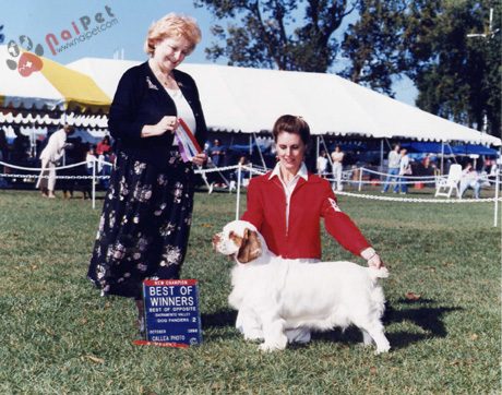 Clumber Spaniel 4