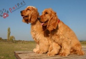 Cocker-Spaniel-tay-ban-nha-3