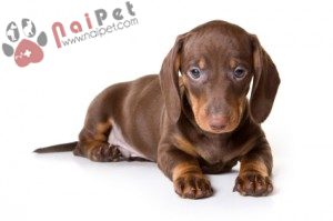 Dachshund-cho-lap-xuong-1