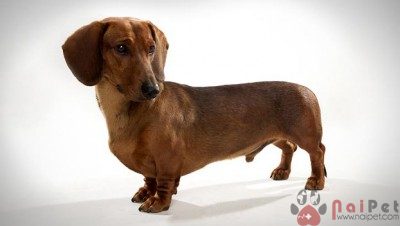 Dachshund-cho-lap-xuong-10