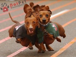 Dachshund-cho-lap-xuong-2