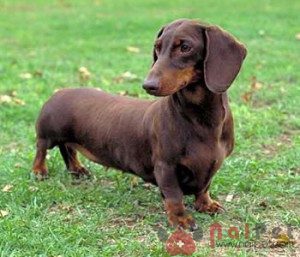 Dachshund-cho-lap-xuong-3
