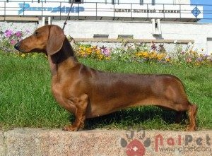 Dachshund-cho-lap-xuong-4