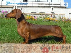 Dachshund-cho-lap-xuong-4