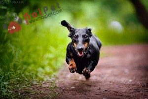 Dachshund-cho-lap-xuong-5