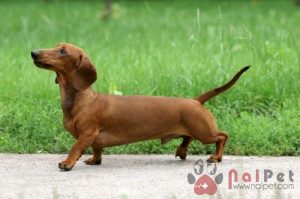 Dachshund-cho-lap-xuong-6