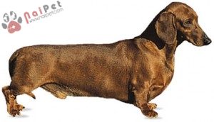 Dachshund-cho-lap-xuong-7