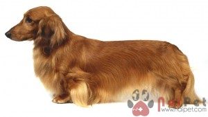 Dachshund-cho-lap-xuong-8