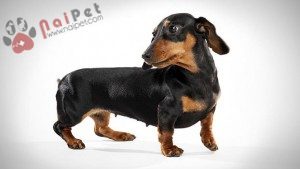 Dachshund-cho-lap-xuong-9