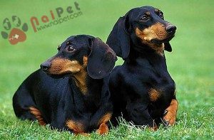 Dachshund-cho-lap-xuong