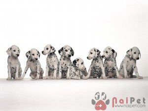 Dalmatian-cho-dom-1