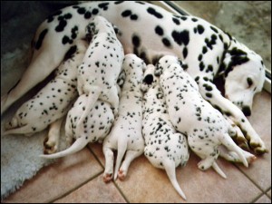 Dalmatian-cho-dom-4