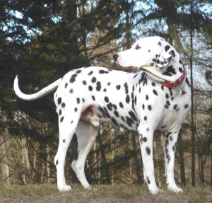 Dalmatian-cho-dom-5