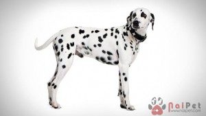 Dalmatian-cho-dom