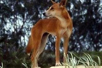 Dingo-loai-cho-hoang-tu-thoi-nguyen-thuy-